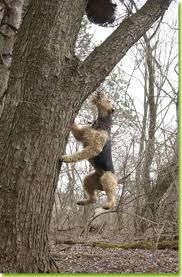 airedale terrier protection